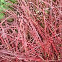Pennisetum rubrum 'Fireworks' (2)
